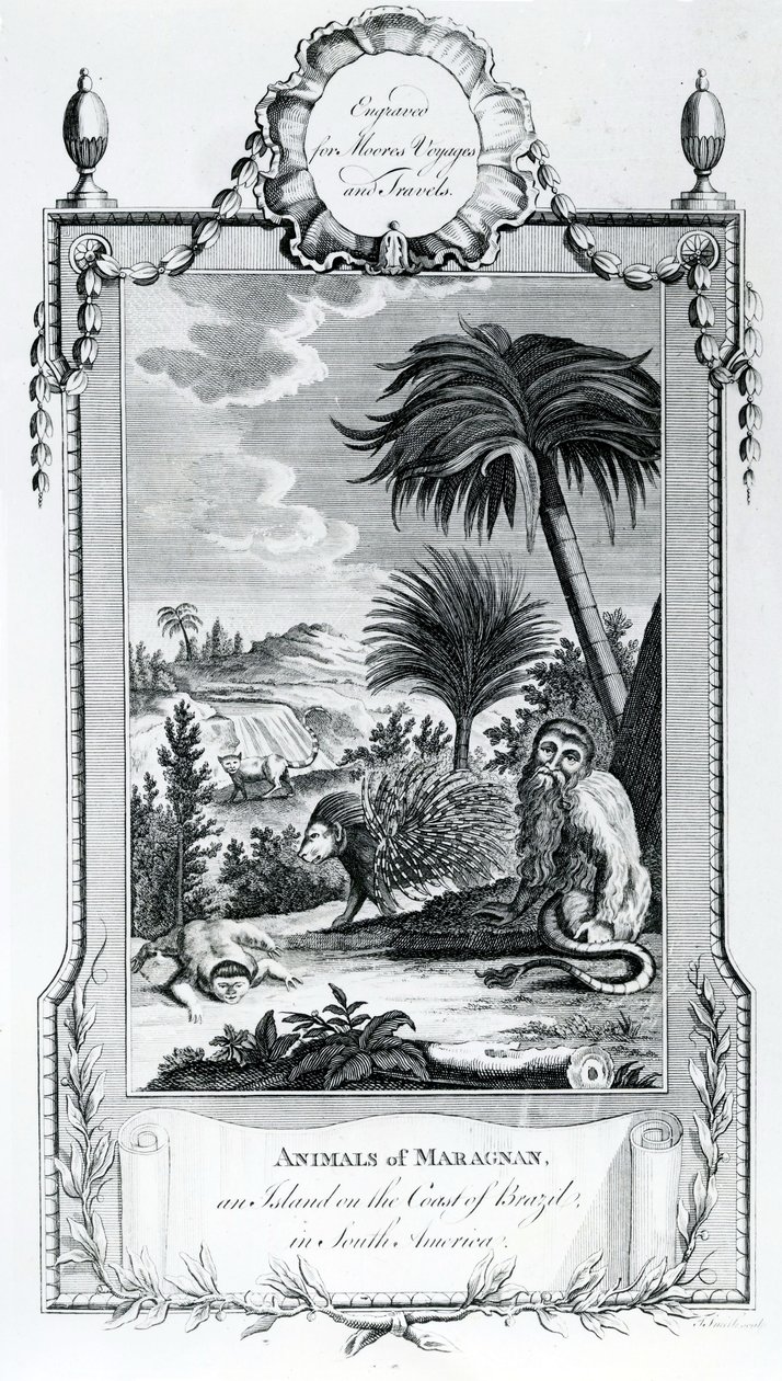 Maragnan的动物，从Moores Voyages和旅行采取的例证，1778年 作者 英语学校