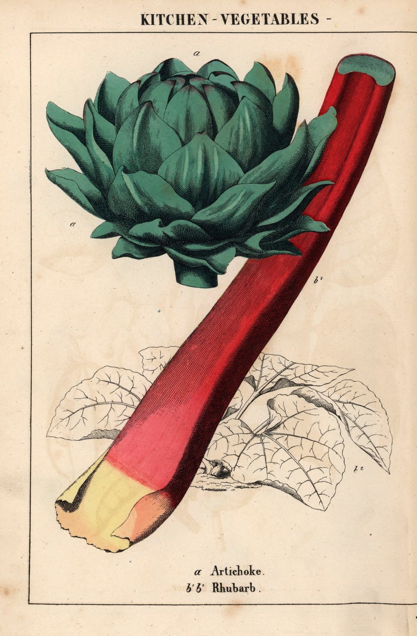 朝鲜蓟心和深红大黄，选自《教学图画书，或蔬菜世界的课程》，[夏洛特-玛丽-永格]，爱丁堡 作者 英语学校