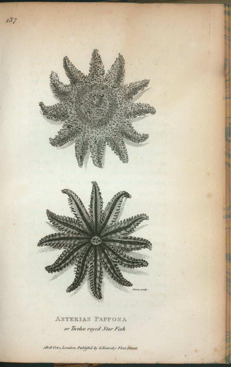 十二线星鱼（Asterias Papposa），摘自乔治-肖的《1806年和1807年在皇家机构的动物学演讲》。 作者 英语学校