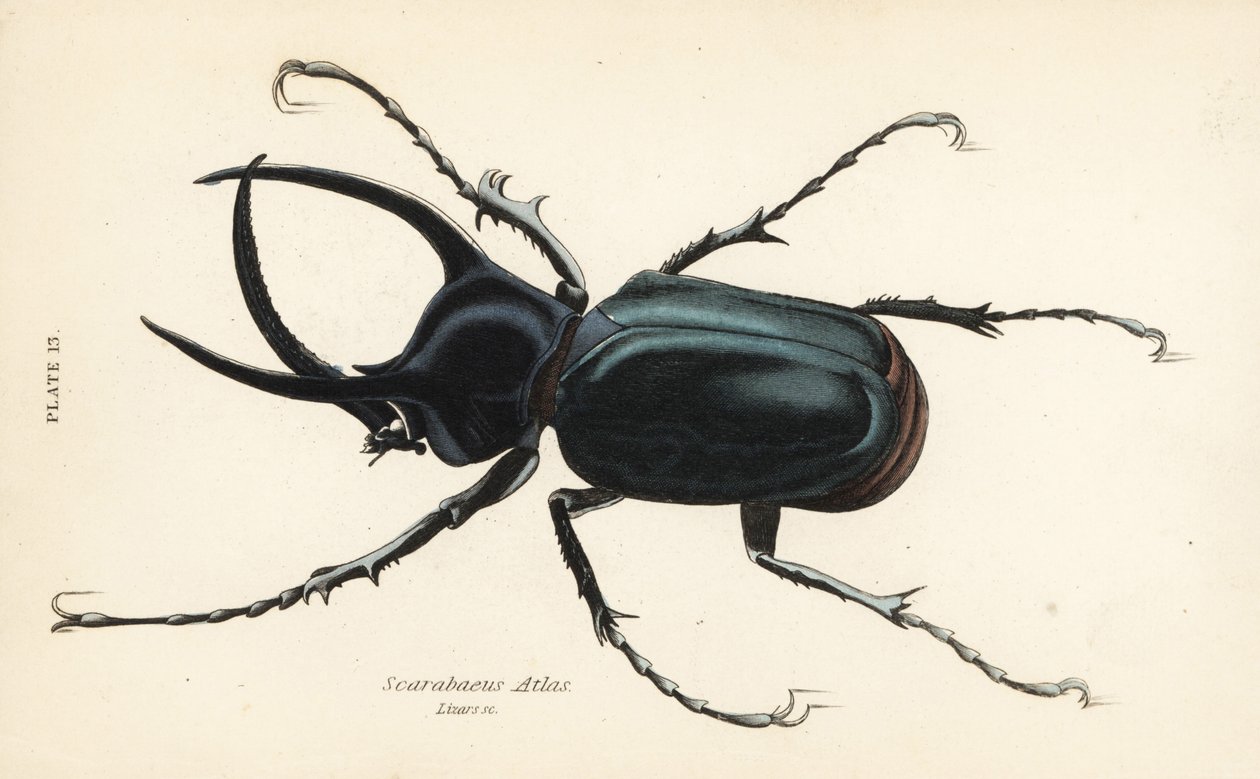 Atlas beetle, Chalcosoma atlas (Scarabaeus atlas) 作者 英语学校