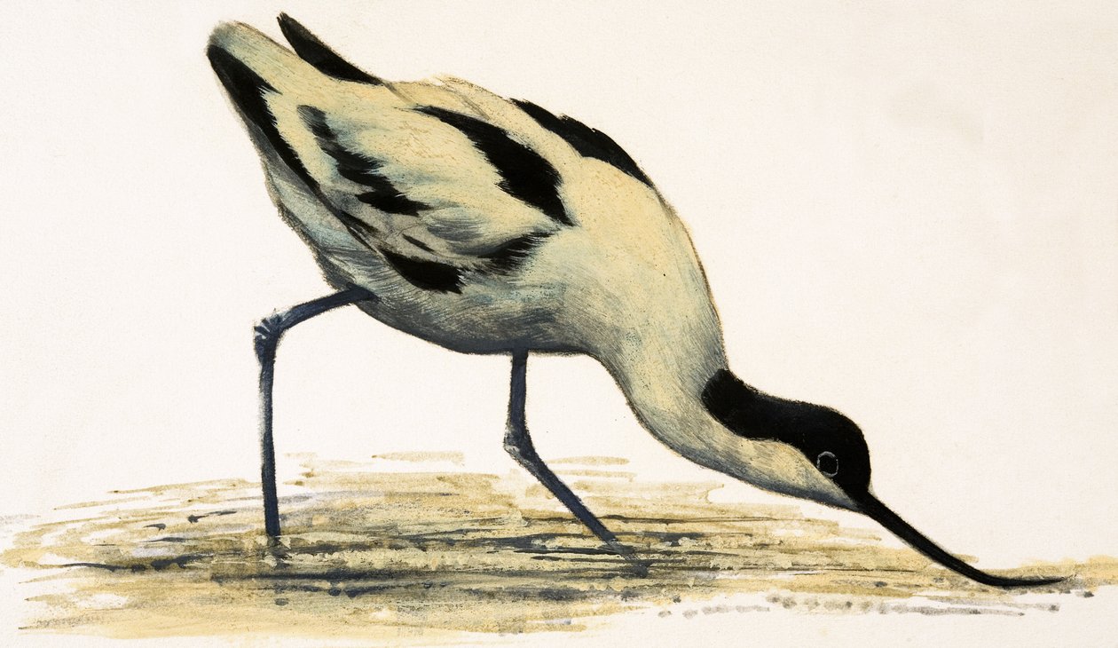 Avocet 作者 英语学校