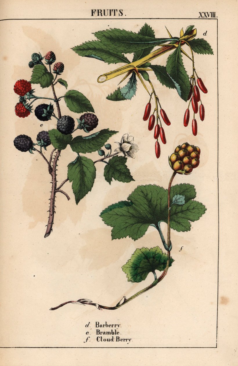 刺莓、荆棘和云莓果实，摘自《教学图画书，或蔬菜世界的课程》，[夏洛特-玛丽-永格]，爱丁堡 作者 英语学校