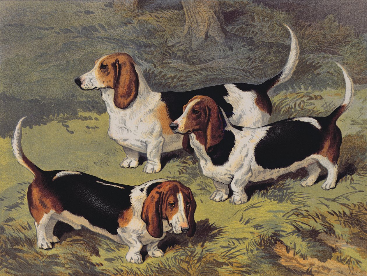 巴塞特猎犬，1890年 作者 英语学校