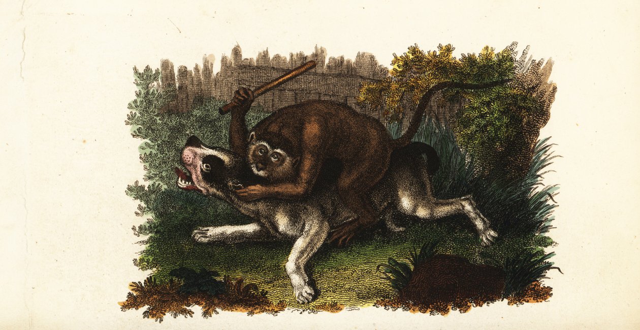 Battle between a bulldog and Jack, a Cingalese monkey, in Worcester, England 作者 英语学校