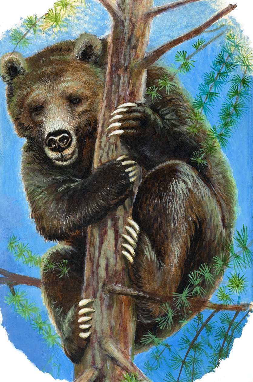 树上的熊（纸上水粉画） 作者 英语学校