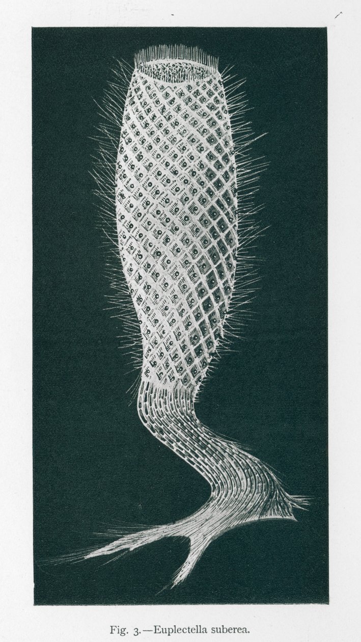 自然之美Euplectella Suberea（石版） 作者 英语学校