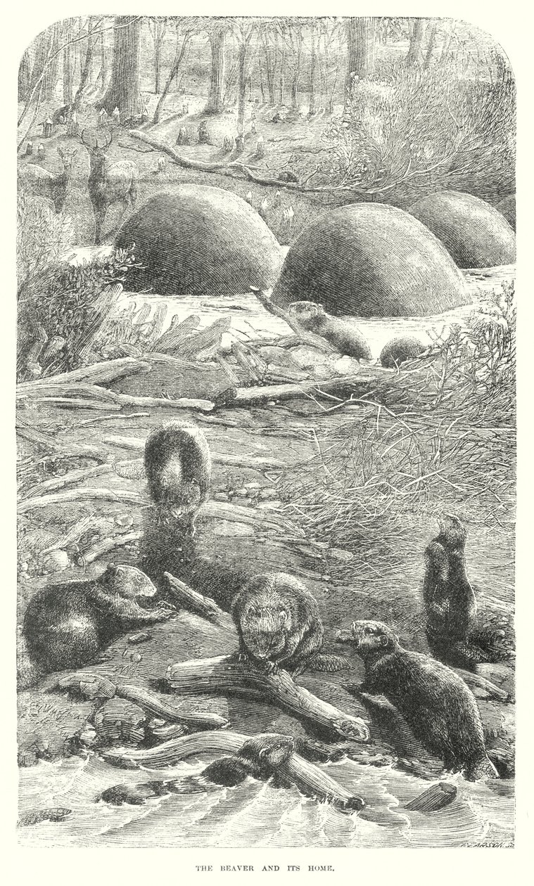 海狸（雕刻） 作者 英语学校