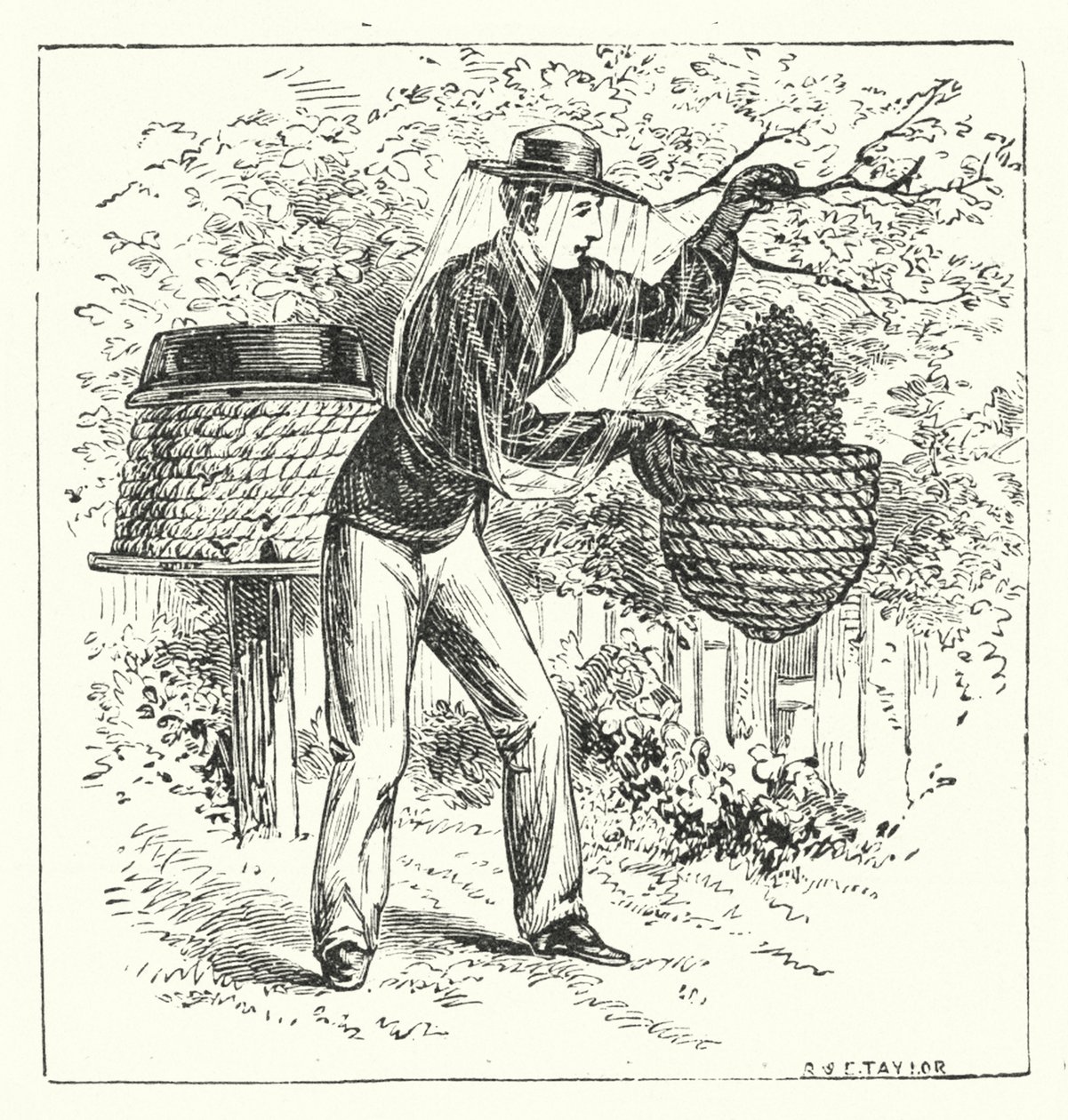 养蜂（雕刻） 作者 英语学校