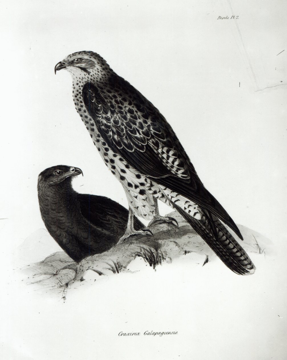 来自查尔斯达尔文的&39;HMS Beagle航行动物园，1832-36&39;中的猛禽，2号盘 作者 英语学校