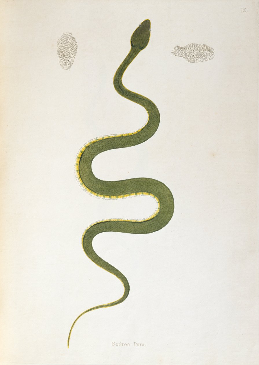Bodroo Pam Snake来自印度蛇的帐户，来自科罗曼德海岸的帕特里克罗素，伦敦，1796年 作者 英语学校