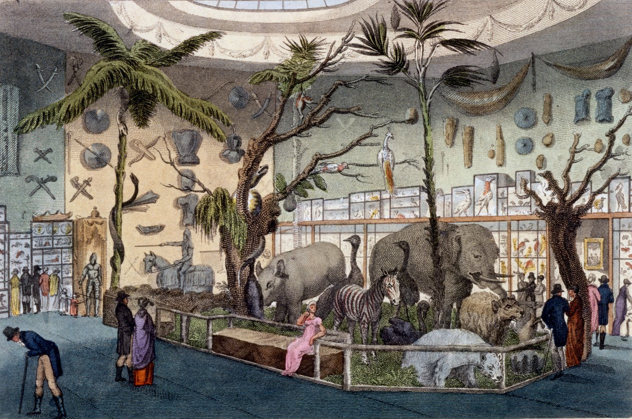 公牛博物馆，22 Piccadilly，伦敦，来自Ackermanns Repository of Arts，1809 作者 英语学校