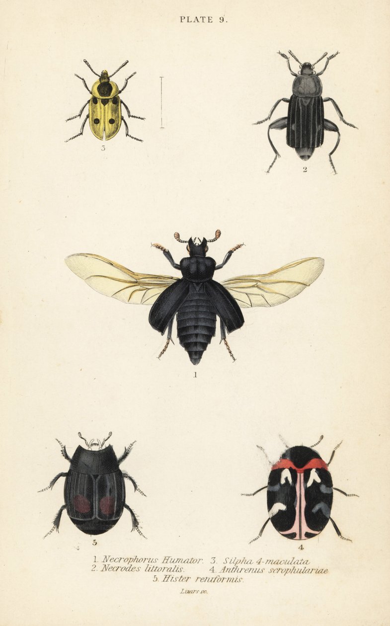 Burying beetle, Nicrophorus humator 1, carrion beetles, Necrodes littoralis 2, Dendroxena quadrimaculata 3, carpet beetle, Anthrenus scrophulariae 4, and Hister quadrimaculatus var 作者 英语学校
