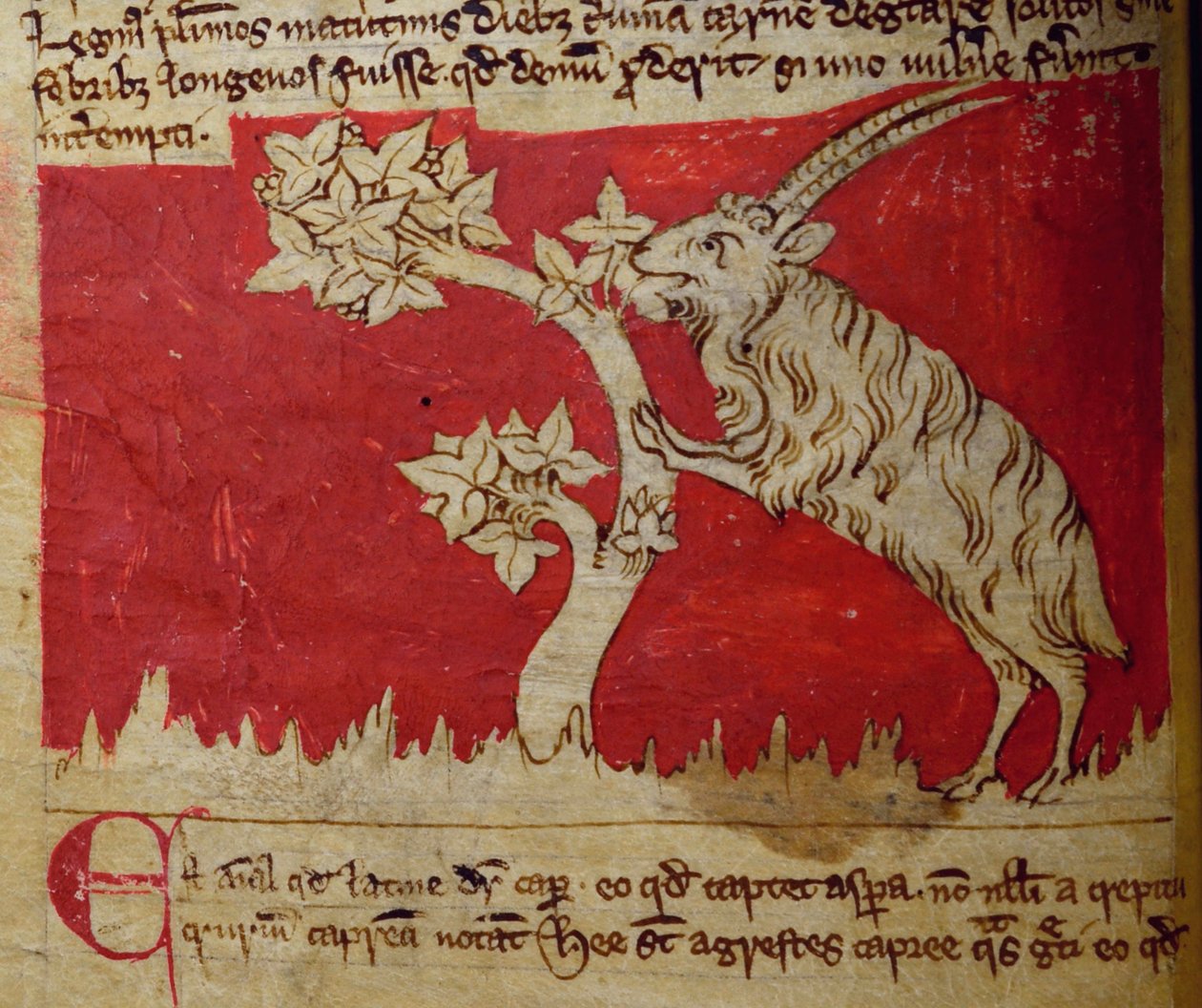 来自Bestiary的CCA-LitMs - D - 10 fol.1v山羊 作者 英语学校