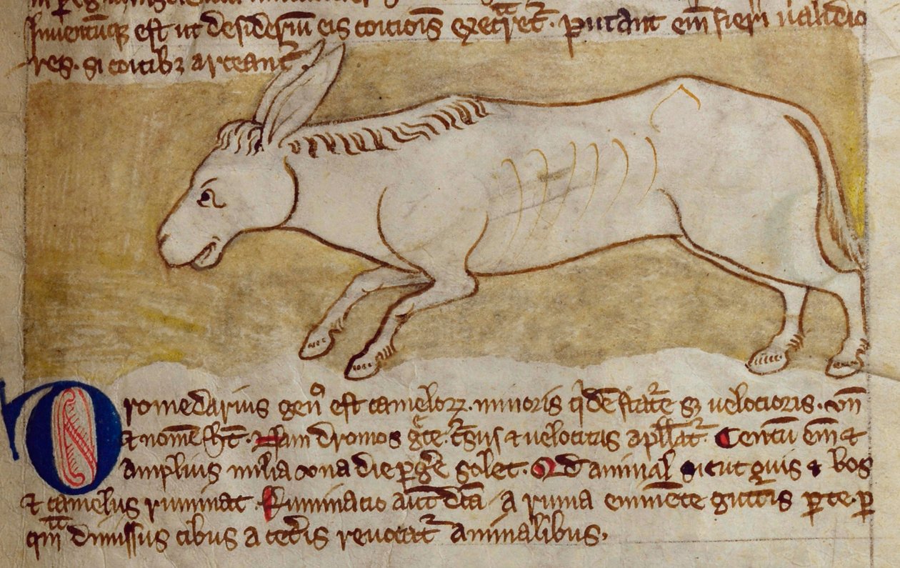 CCA-LitMs - D - 10 fol。 10r Donkey，来自Bestiary 作者 英语学校