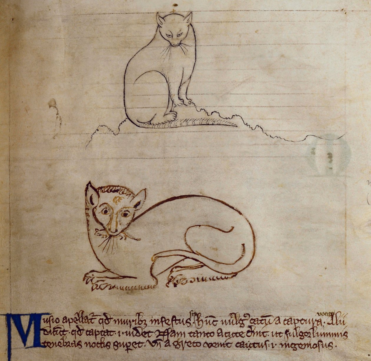 CCA-LitMs - D - 10 fol。 11r猫，来自Bestiary 作者 英语学校