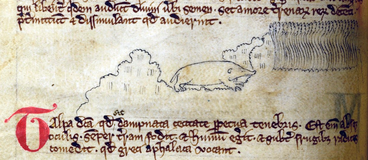 CCA-LitMs - D - 10 fol。 11v Mole，来自Bestiary 作者 英语学校