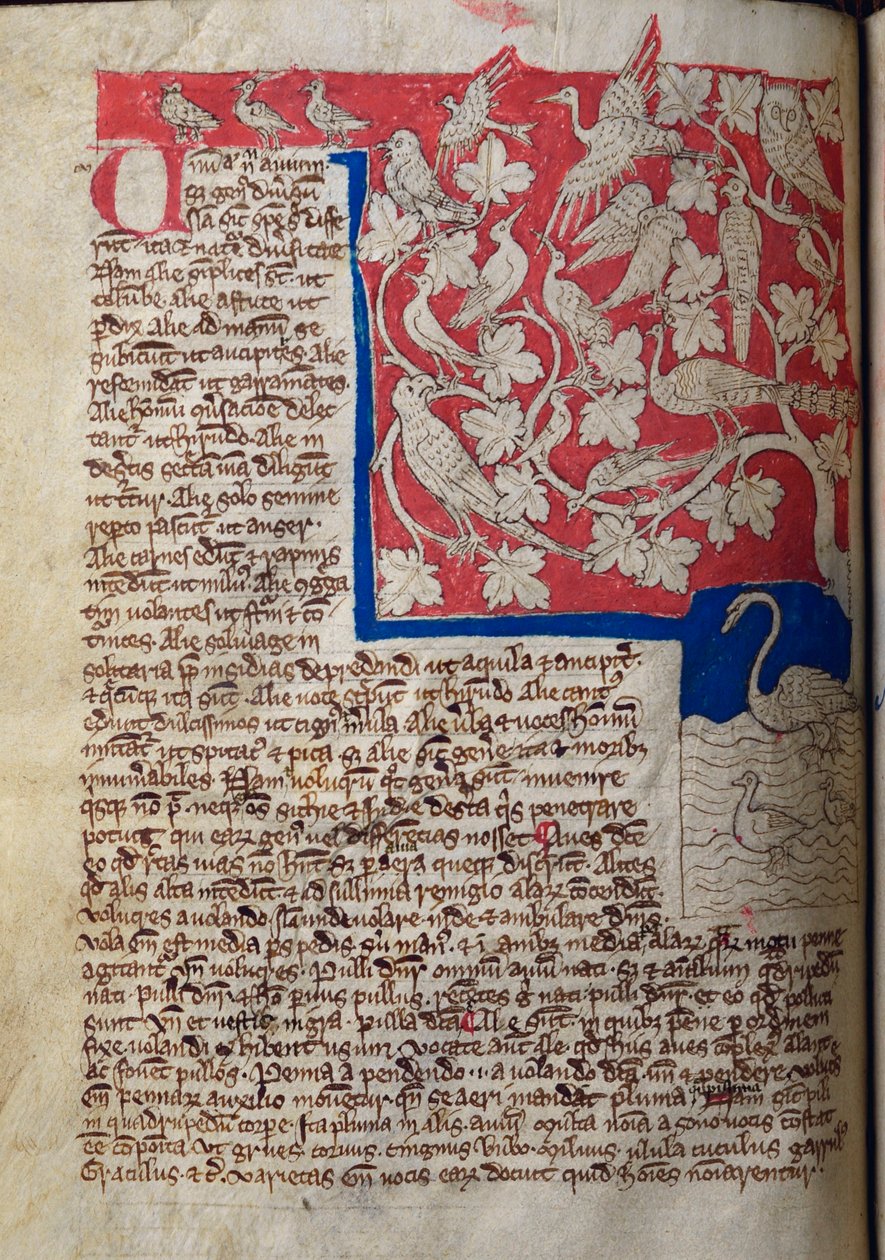 CCA-LitMs - D - 10 fol。 12v鸟类，来自Bestiary 作者 英语学校