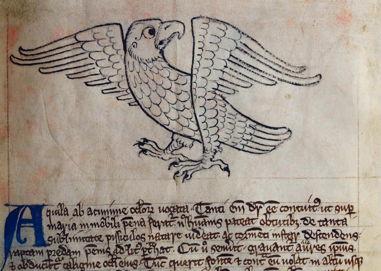 CCA-LitMs - D - 10 fol。 13r Eagle，来自Bestiary 作者 英语学校