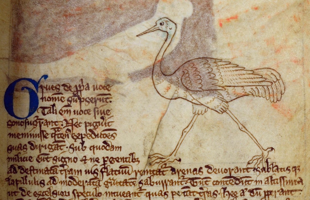 CCA-LitMs - D - 10 fol。 14r Crane，来自Bestiary 作者 英语学校