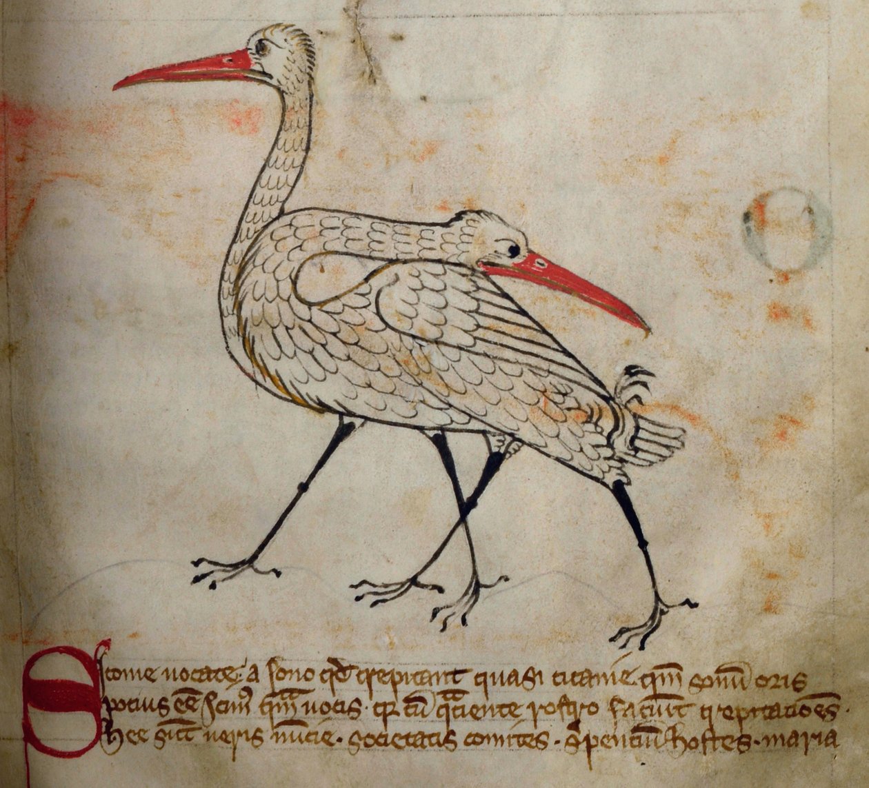 CCA-LitMs - D - 10 fol。 15r鹳，来自Bestiary 作者 英语学校