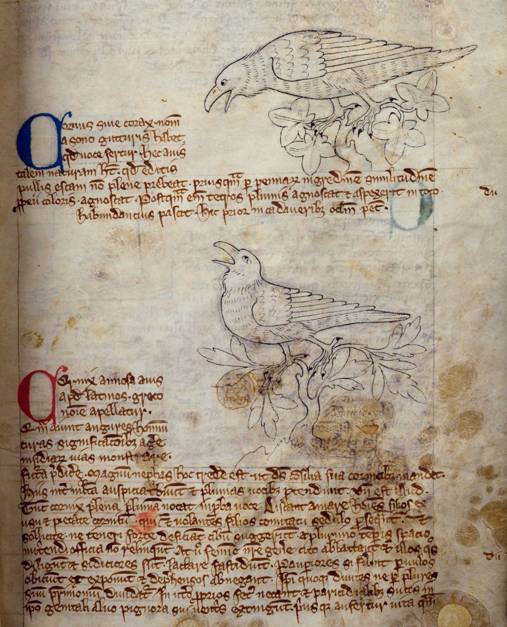 CCA-LitMs - D - 10 fol。来自Bestiary的20r Raven and Crow， 作者 英语学校