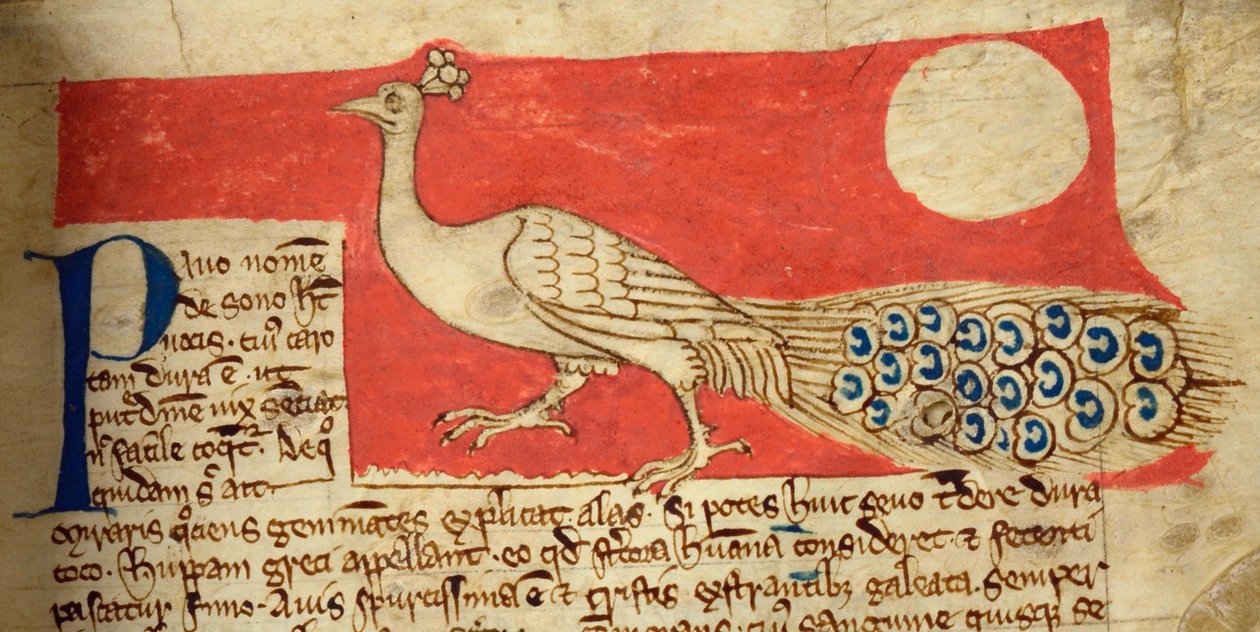 CCA-LitMs - D - 10 fol。 22r孔雀，来自Bestiary 作者 英语学校