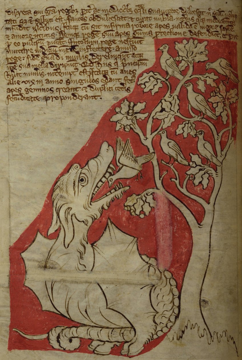 CCA-LitMs - D - 10 fol。 23v The Perindens树，出自Bestiary 作者 英语学校