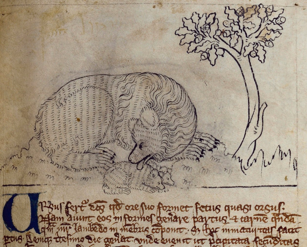 CCA-LitMs - D - 10 fol。 3r熊，来自Bestiary 作者 英语学校