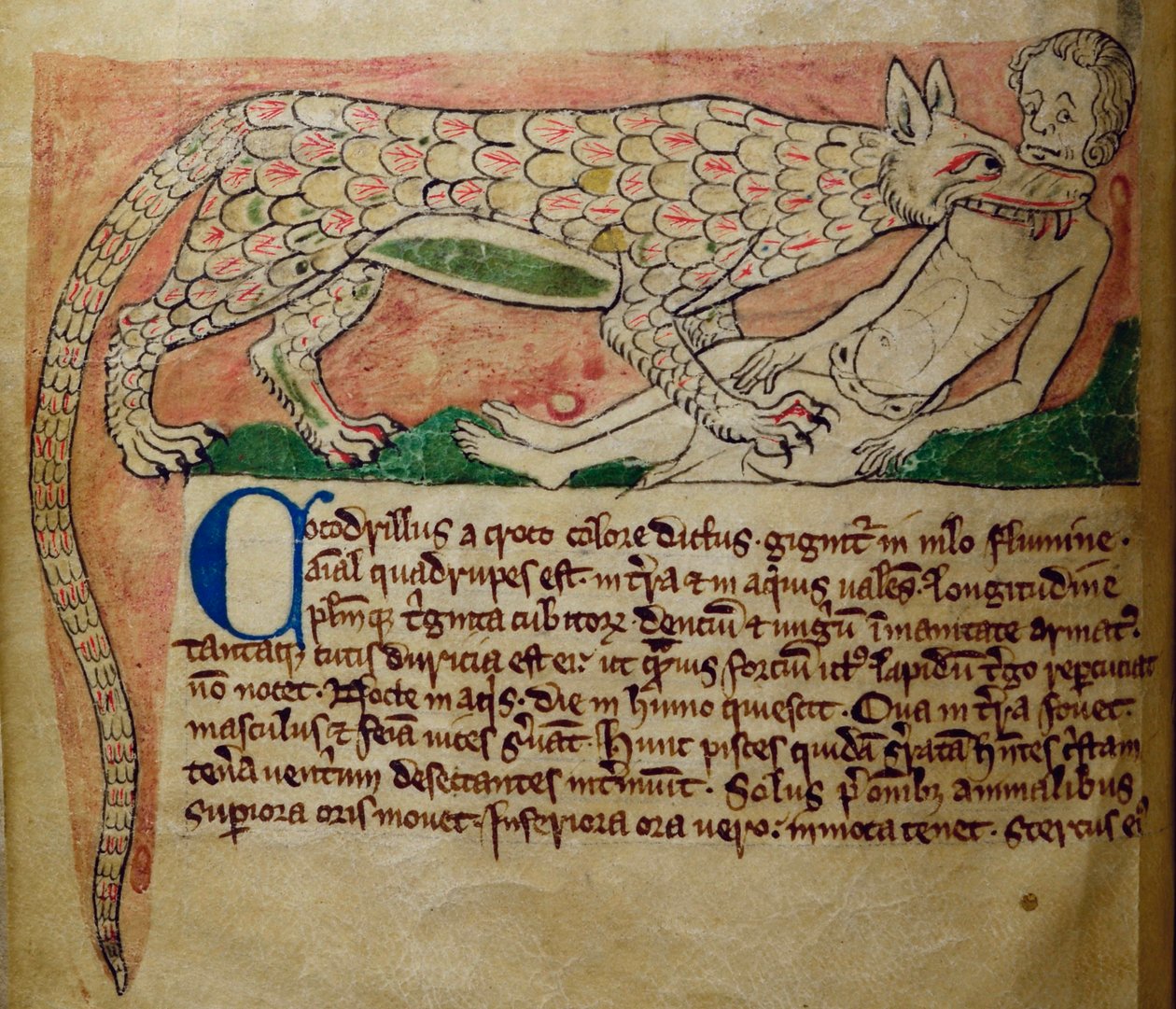 CCA-LitMs - D - 10 fol。 3v鳄鱼，来自Bestiary 作者 英语学校