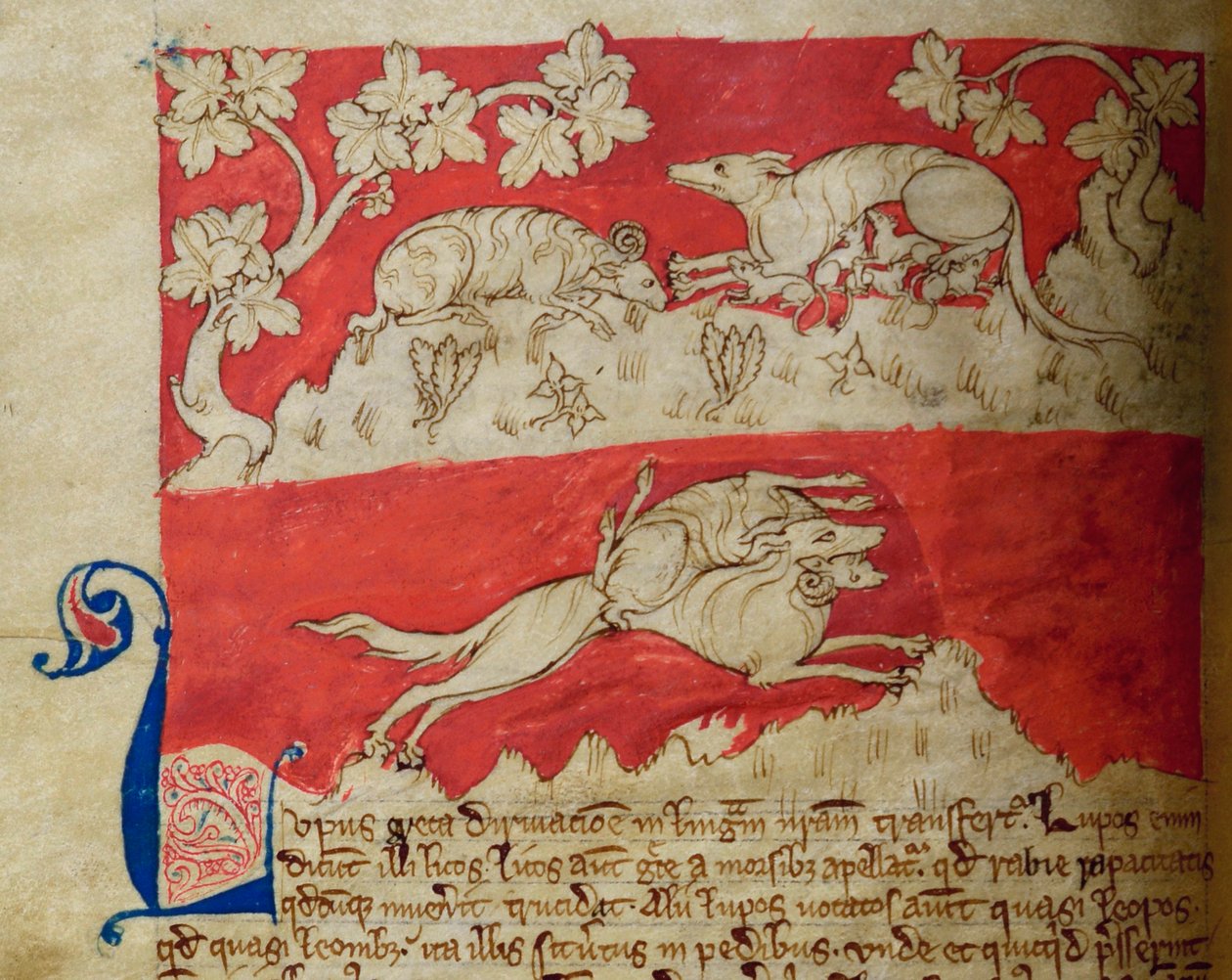 CCA-LitMs - D - 10 fol。 4v Wolf，来自Bestiary 作者 英语学校