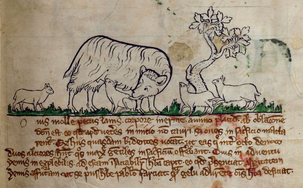 CCA-LitMs - D - 10 fol。 8r绵羊，来自Bestiary 作者 英语学校