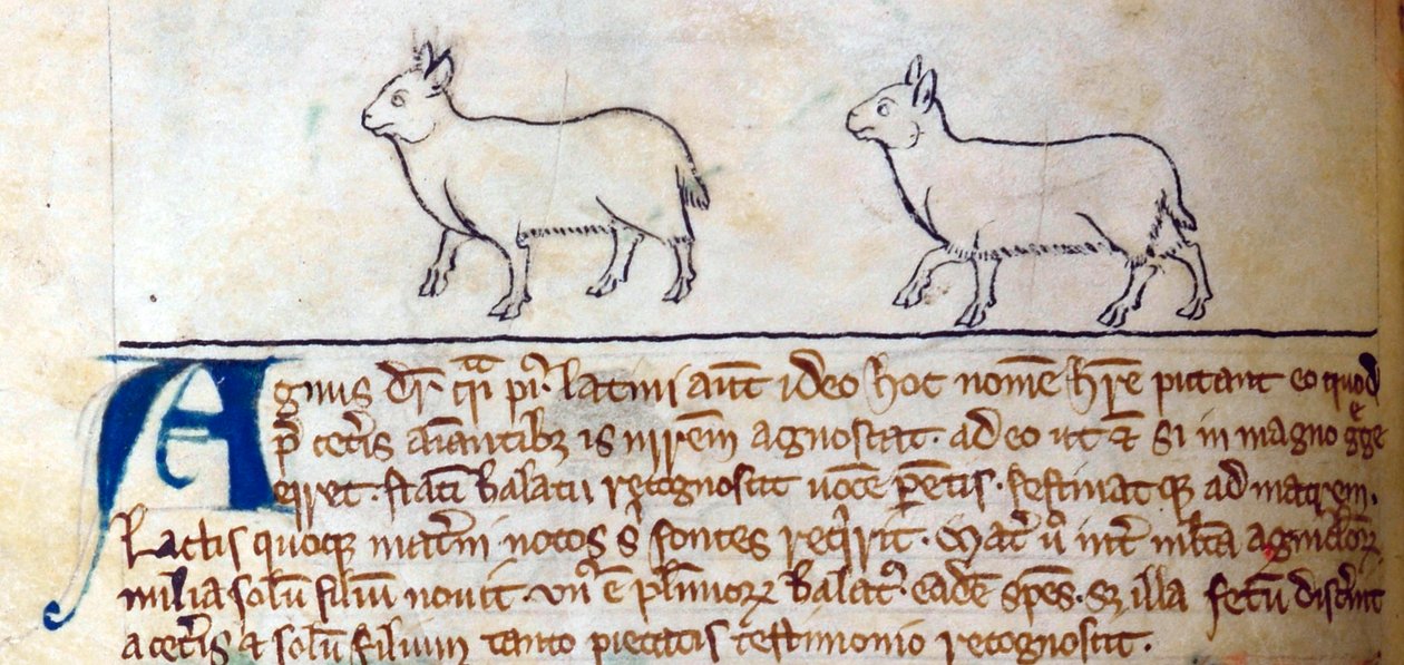 CCA-LitMs - D - 10 fol。 8v羔羊，来自Bestiary 作者 英语学校