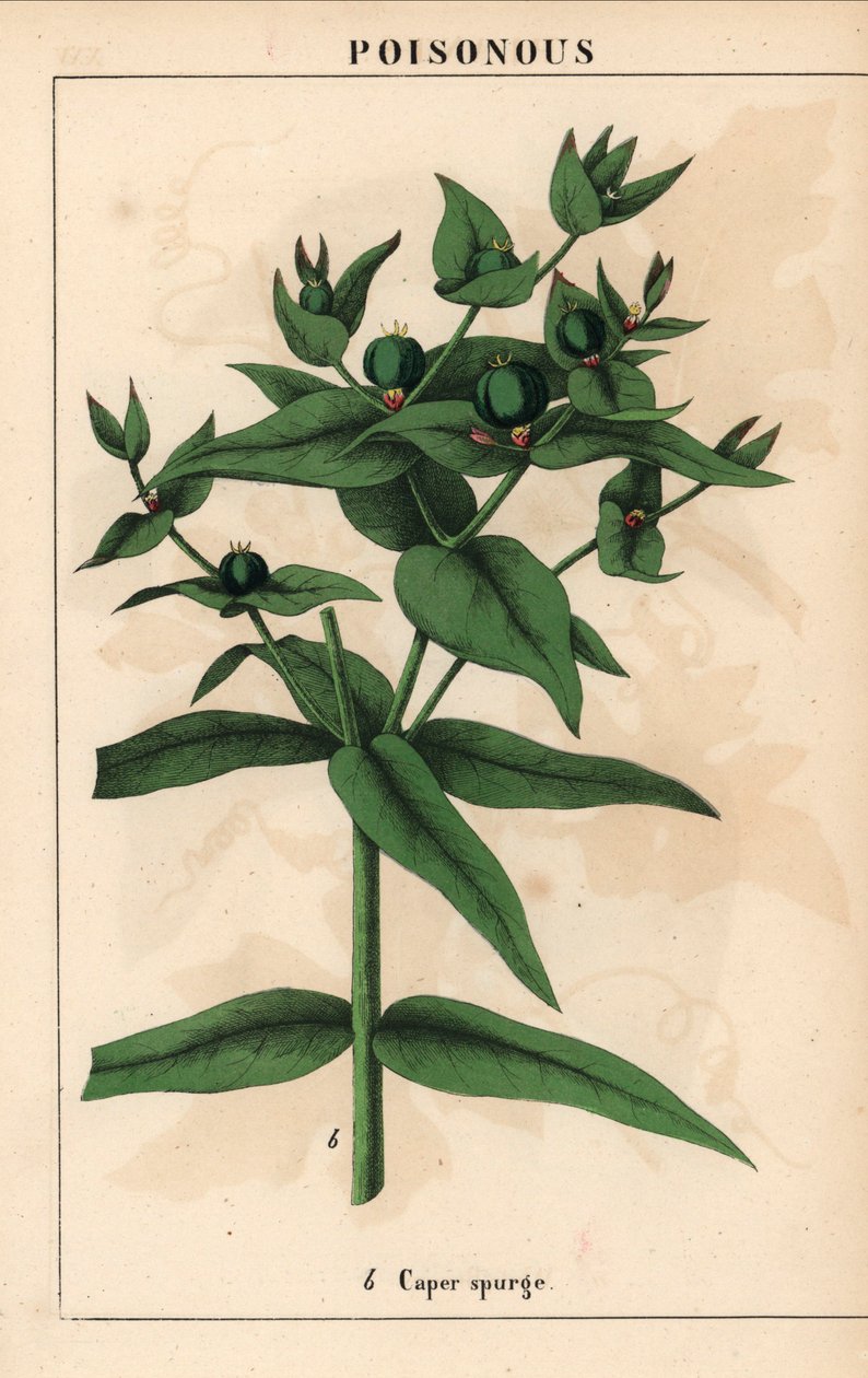带绿色种子的锥刺，Euphorbia lathyris，选自《教学图画书，或蔬菜世界的课程》，[夏洛特-玛丽-永格]，爱丁堡 作者 英语学校