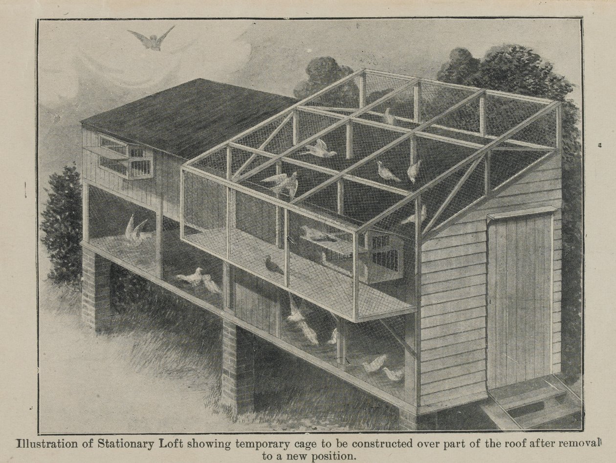战争中的承运人鸽子，1918年3月 作者 英语学校