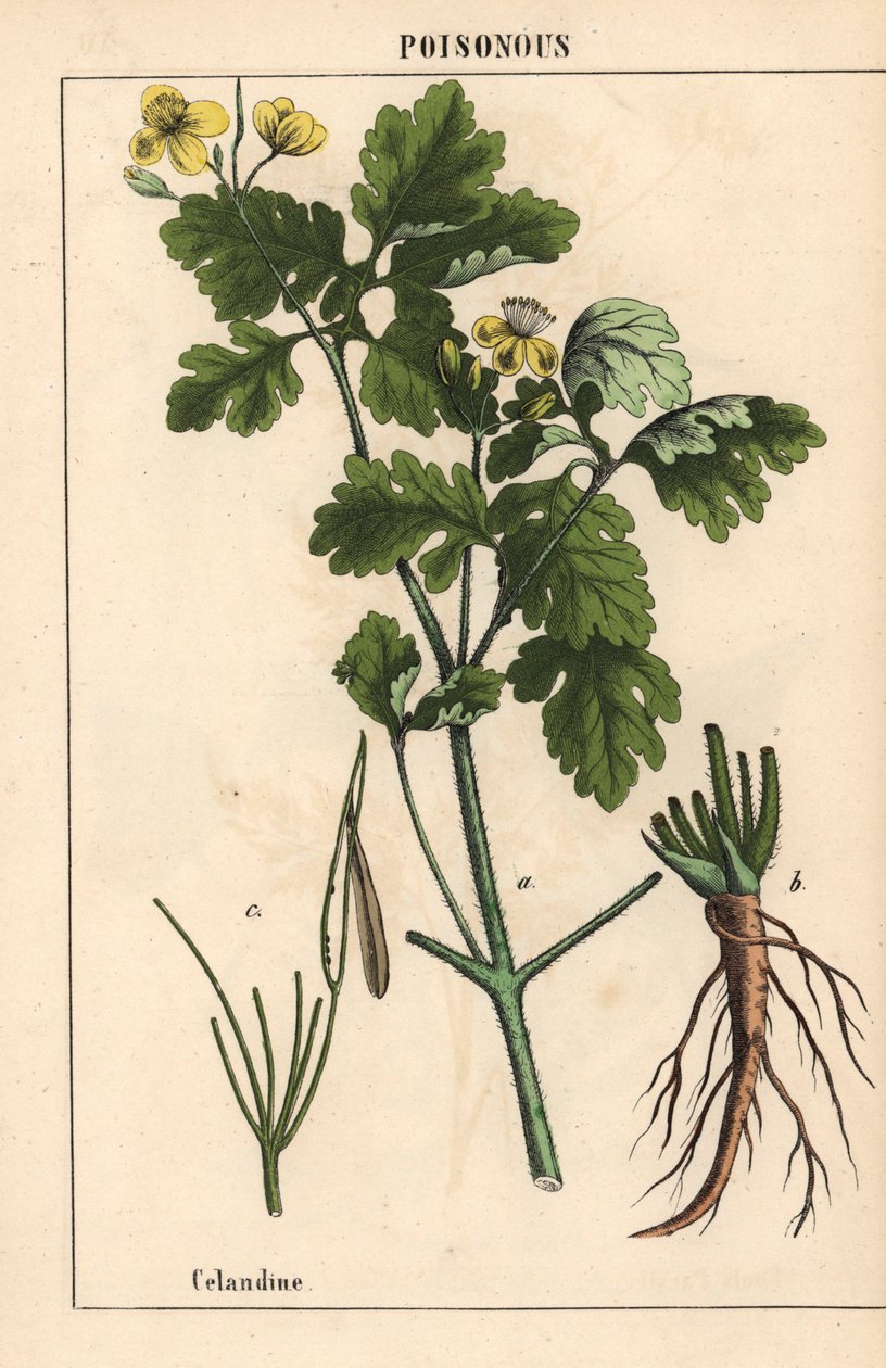 露出黄色花朵和根部的茜草，选自《指导性图画书，或蔬菜世界的课程》，[夏洛特-玛丽-永格]，爱丁堡 作者 英语学校