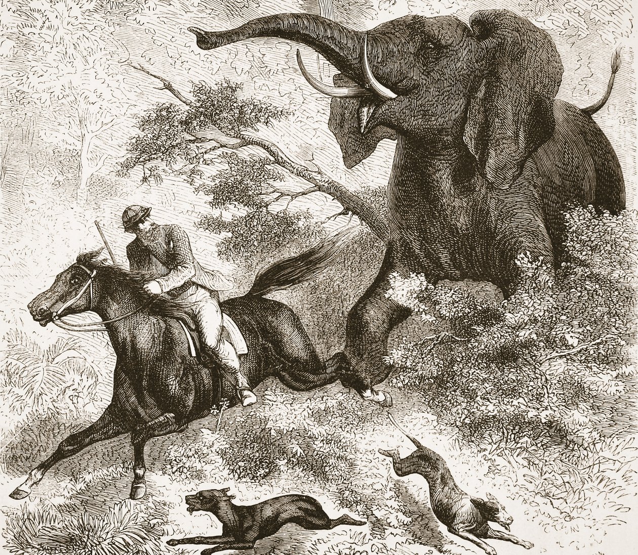 被大象追逐，插图来自生活画报版和大卫利文斯通的发现，由J. Ewing Richie，酒吧。作者：A。Fullarton＆Co.，1876 作者 英语学校