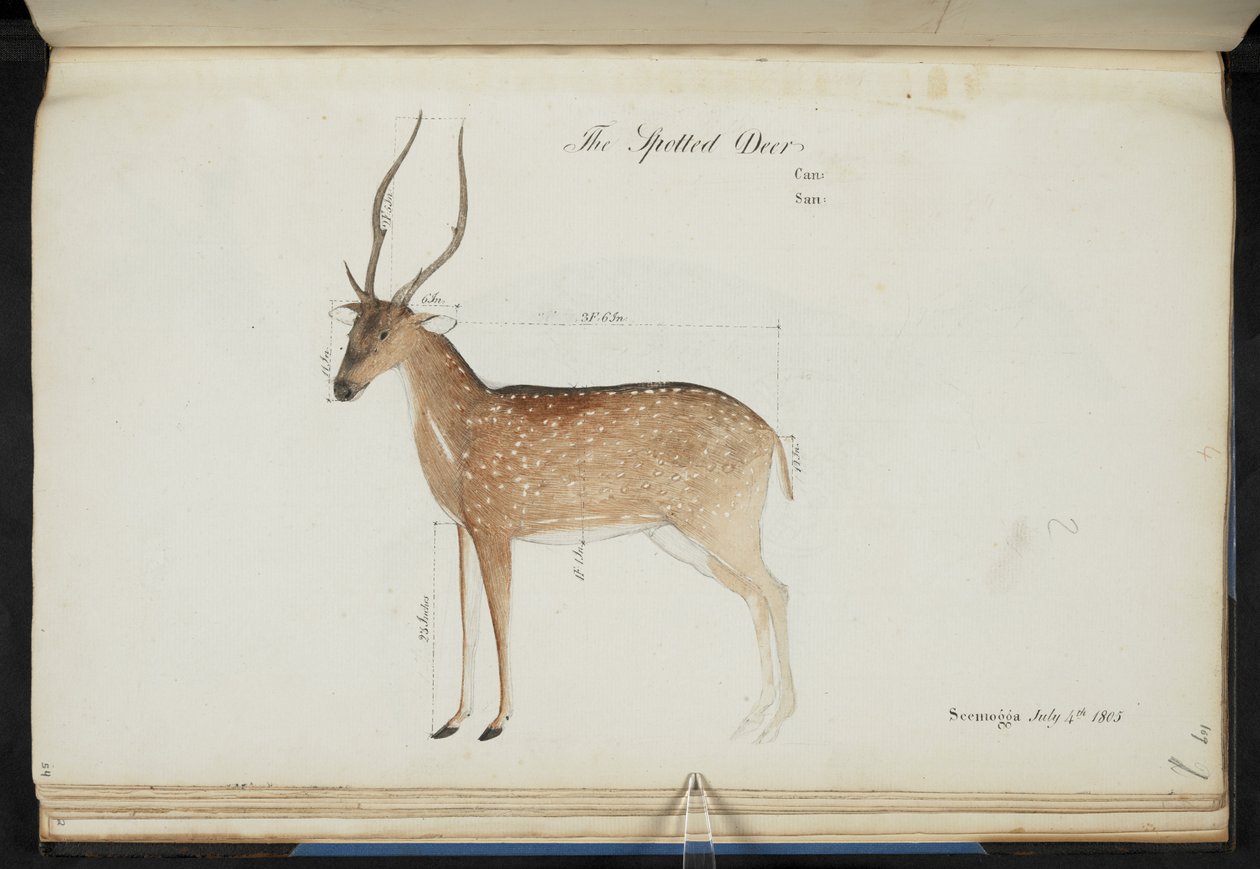 Chital.Cervus axis"：斑鹿罐：San：水彩画。1799-1819 年 作者 英语学校