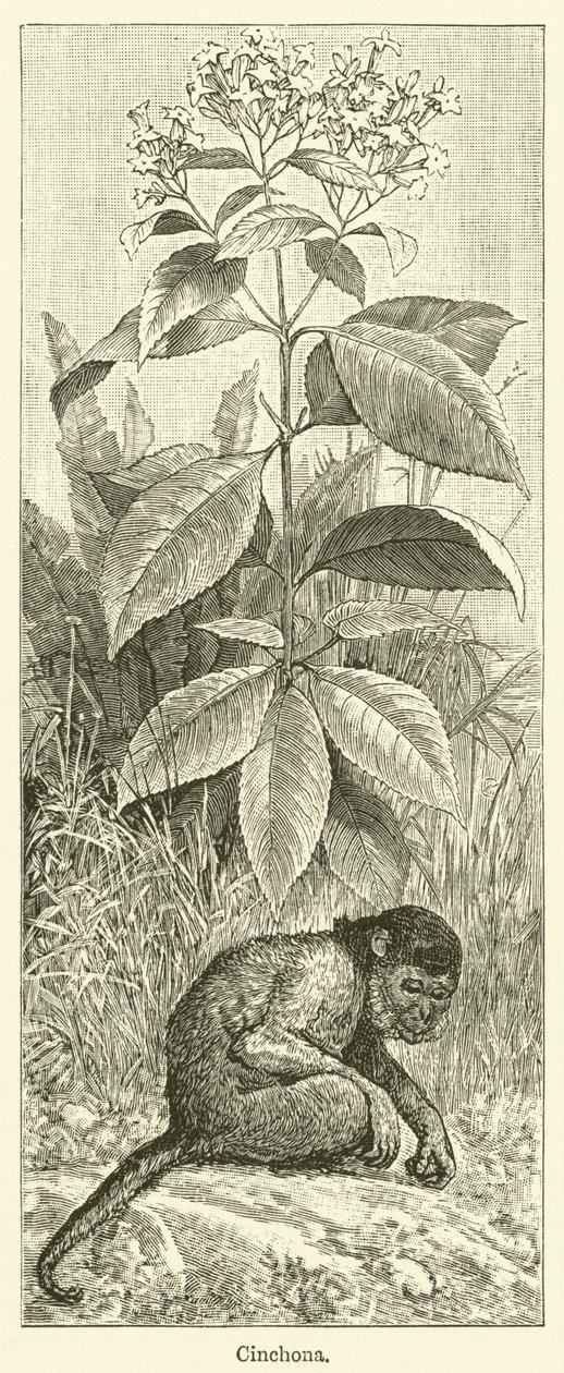 金鸡纳树（雕刻） 作者 英语学校