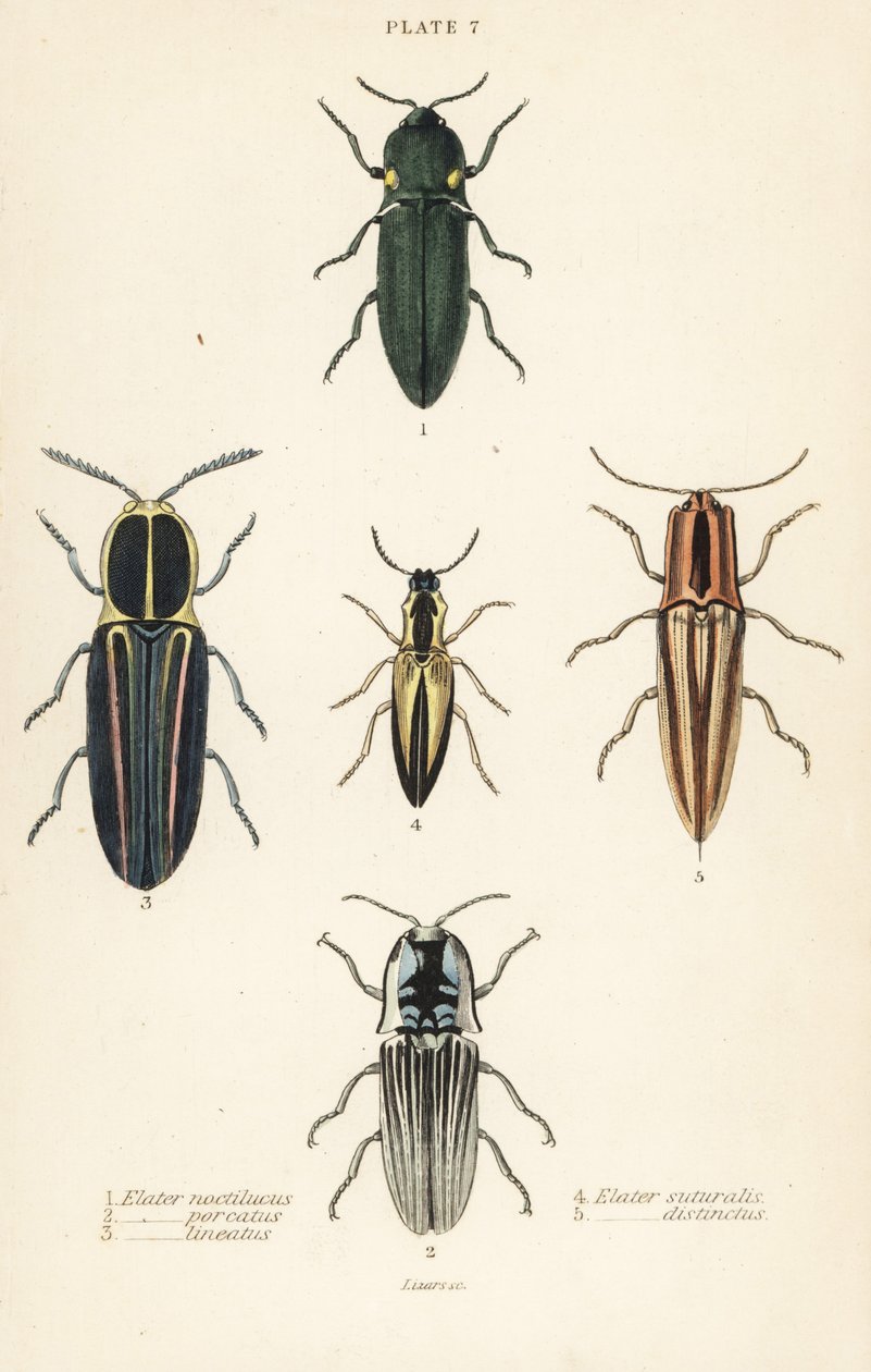 点击甲虫：头灯甲虫，Pyrophorus noctilucus 1，Chalcolepidius porcatus 2，衬里点击甲虫，Agriotes lineatus 3，Elater suturalis 4，和Semiotus distinctus 5 作者 英语学校