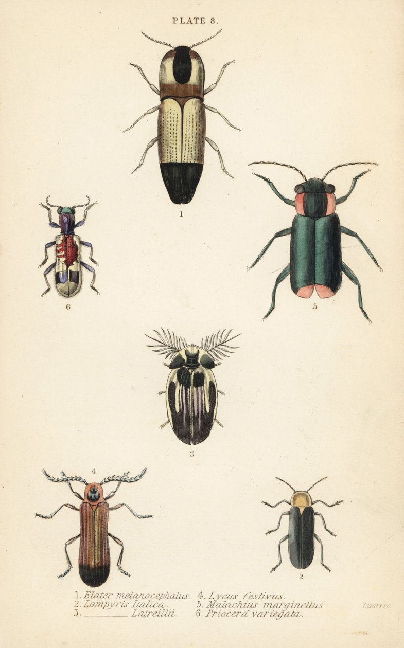 点击甲虫。Melanoxanthus melanocephalus 1, Luciola italica 2, Lampyris latreillii 3, Lycus festivus 4, 软翅花甲虫，Clanoptilus marginellus 5, 和Priocera variergata 6 作者 英语学校