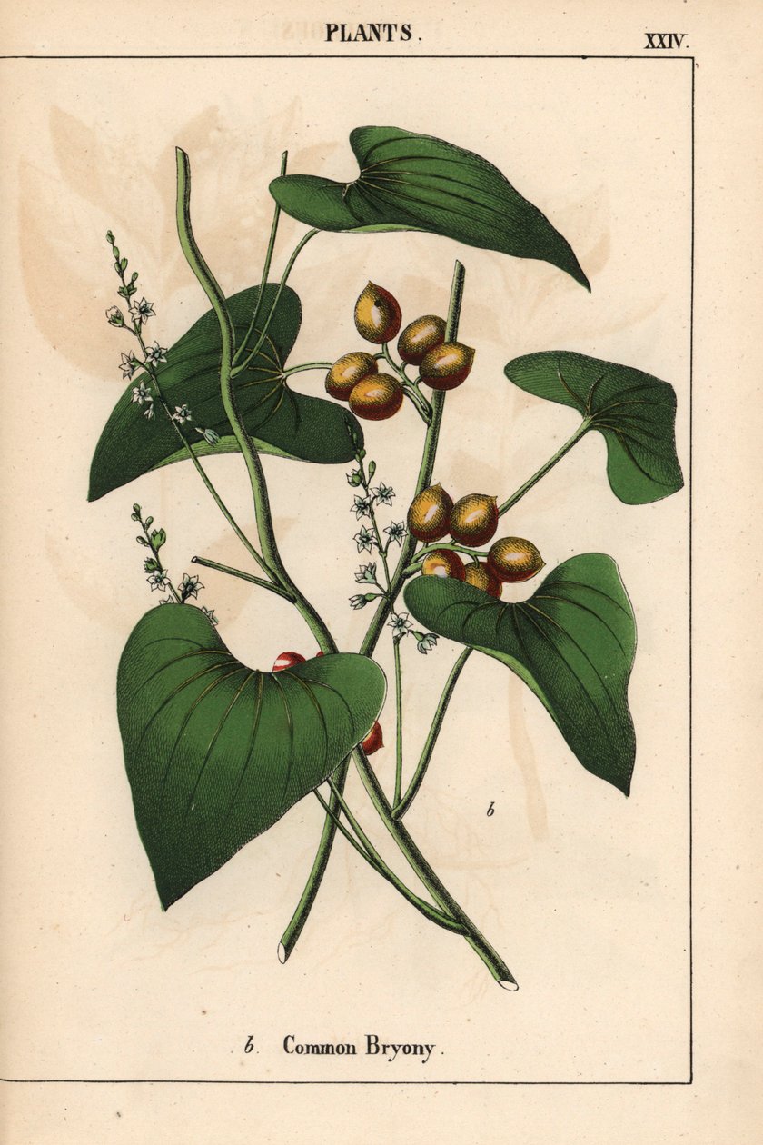 长着金色浆果的普通榕树Bryonia alba，摘自《教学图画书，或蔬菜世界的课程》，[夏洛特-玛丽-永格]，爱丁堡 作者 英语学校