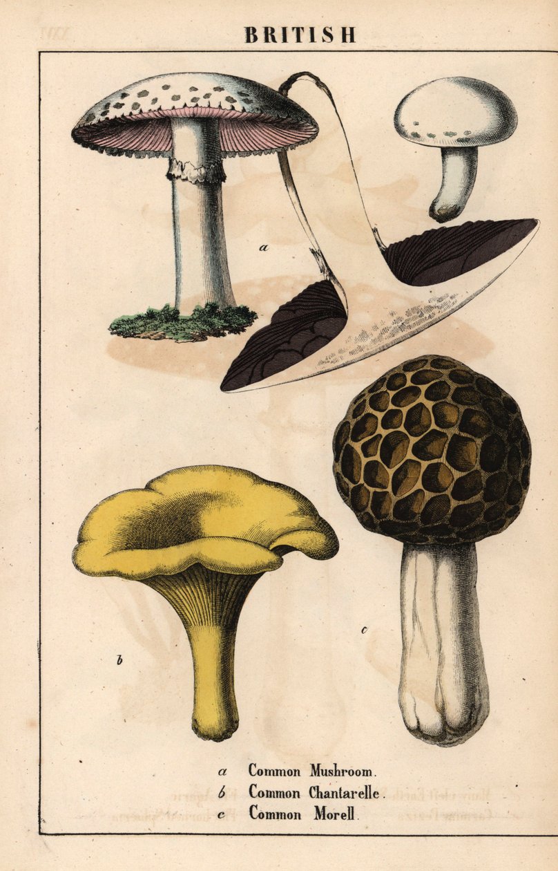 普通蘑菇 Agaricus、金色鸡油菌 Cantharellus cibarius 和羊肚菌 Morchella esculenta ，摘自《教学图画书，或蔬菜世界的课程》，[夏洛特-玛丽-永格]，爱丁堡 作者 英语学校