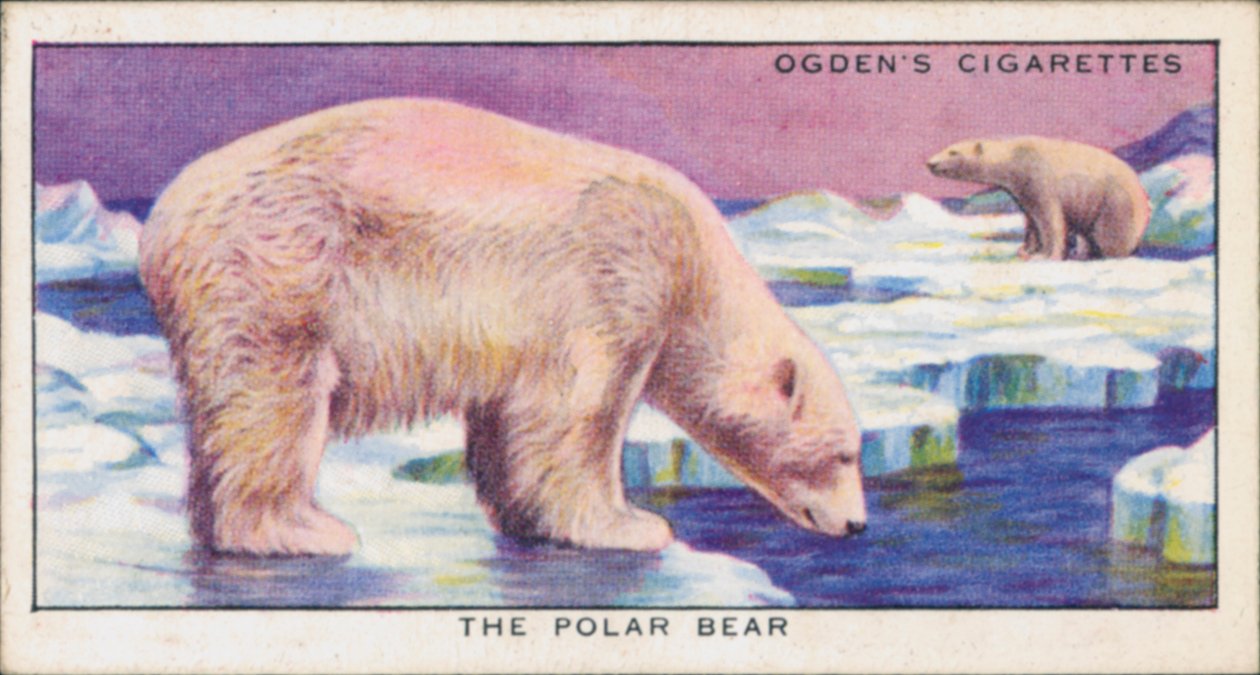 隐蔽保护色，动物，北极熊（彩色石版画） 作者 英语学校