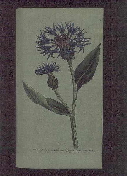 矢车菊（Centaurea montana），图版77来自威廉-柯蒂斯的《植物学杂志》（或《展示的花圃》），出版。1789-90（雕刻）。 作者 英语学校