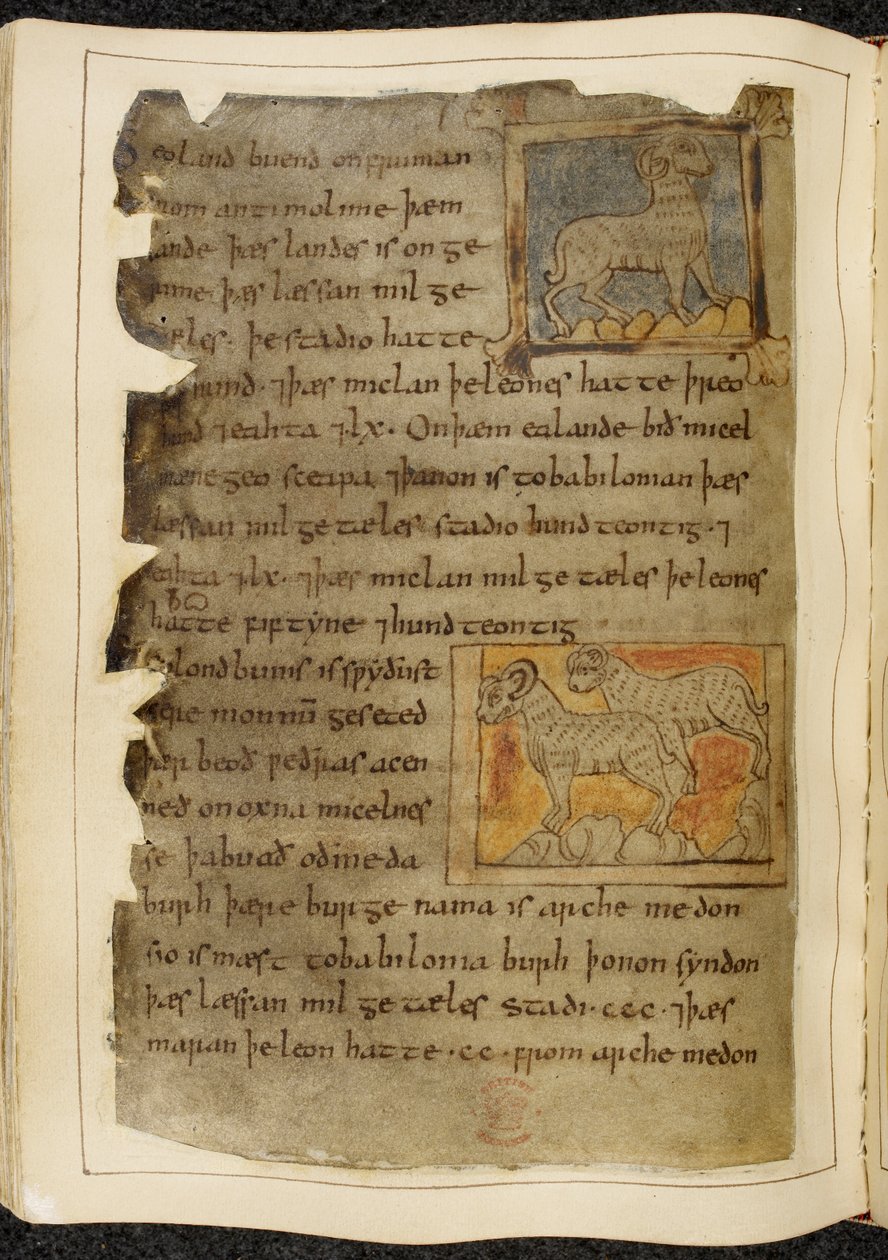 Cotton Vitellius A. XV f.98v，《贝奥武夫》中的一只单角羊，面朝右；两只角羊，面朝左，出自 "Nowell 抄本"（羊皮纸上的墨迹） 作者 英语学校