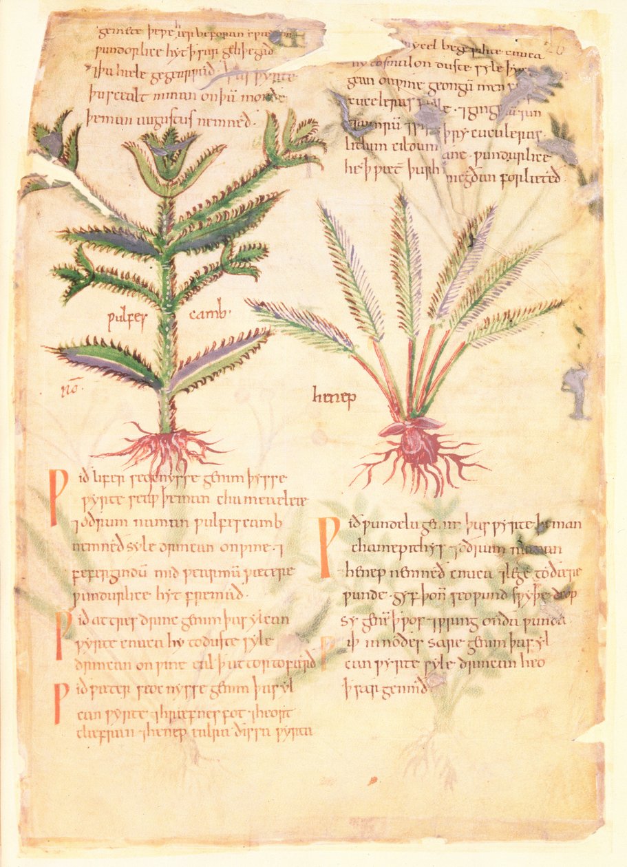 科顿-维特里乌斯 C.III fol.30 Wulfes Camb 和 Henep 插图，选自阿普列乌斯（公元 123-80 年）的古英语草药 "Dioscorides"（牛皮纸）。 作者 英语学校