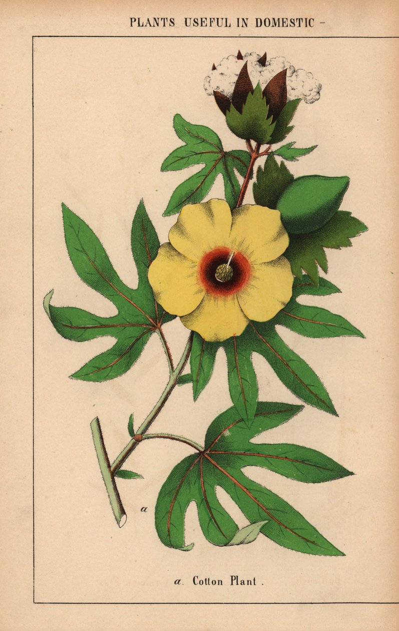 棉花，开着黄色的花和白色的棉铃。 

选自《教学图画书，或蔬菜世界的课程》，[夏洛特-玛丽-永格]，爱丁堡 作者 英语学校