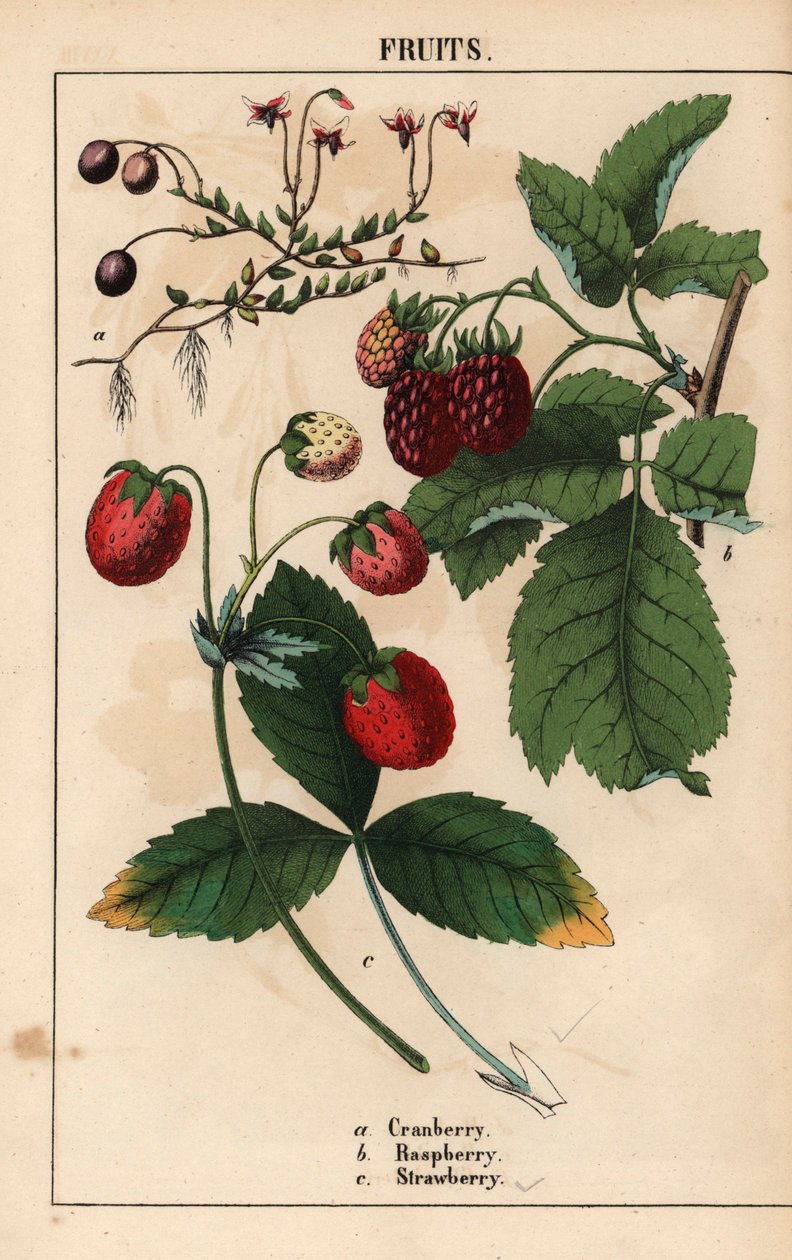 蔓越莓、覆盆子和草莓，选自《教学图画书，或蔬菜世界的课程》，[夏洛特-玛丽-永格]，爱丁堡 作者 英语学校