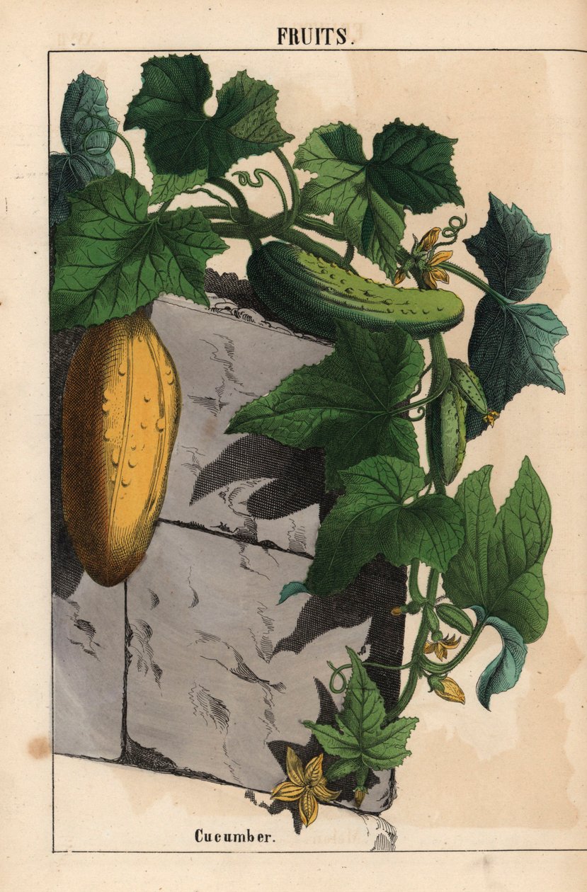 黄瓜植株上的黄色未成熟和成熟的绿色黄瓜果实 Cucumis sativus ，摘自《教学图画书，或蔬菜世界的课程》，[夏洛特-玛丽-永格]，爱丁堡 作者 英语学校