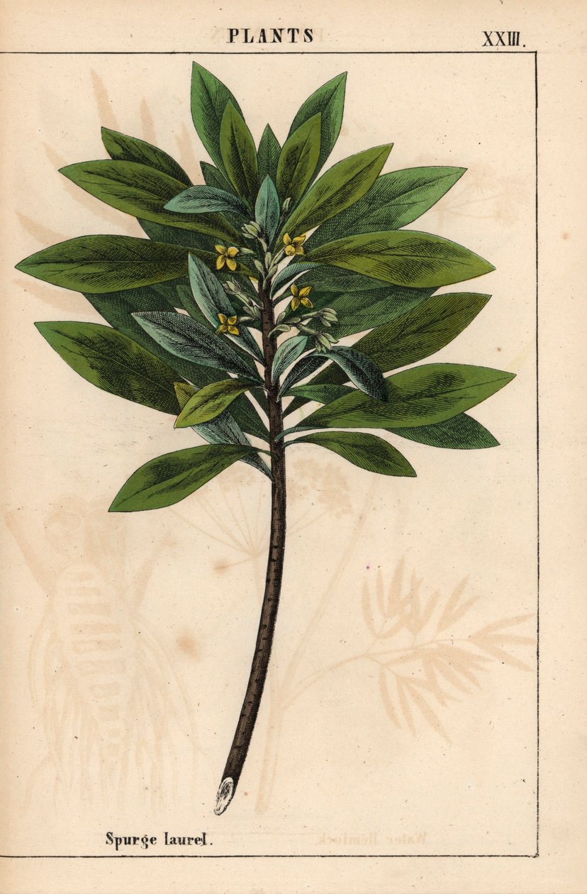 Daphne laureola 或 Spurge-laurel ，选自《教学图画书，或蔬菜世界的课程》，[夏洛特-玛丽-永格]，爱丁堡 作者 英语学校